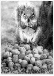 Accumulation Squirrel and Nuts